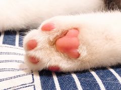 -CAT’S MEWSTAR CAFE·喵星球猫屋(晴湾咖啡店)