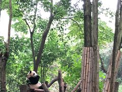 景点-成都大熊猫繁育研究基地