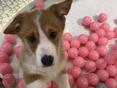 -momokira米努特·德文卷毛猫·棉花面纱犬