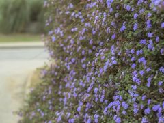 -白鹭湾湿地公园