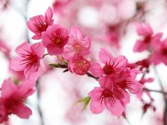-天适樱花悠乐园