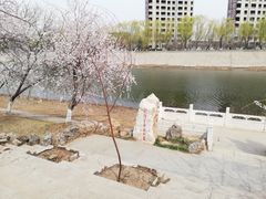 -桃花堤公园
