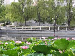 -莲花池公园