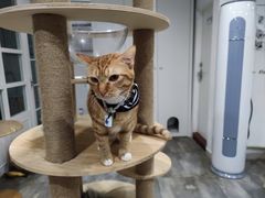 -楼上猫咖(罗湖店)