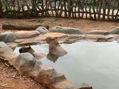 -云南野生动物园