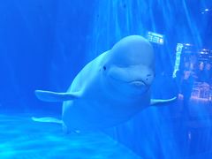 -多彩贵州城极地海洋世界