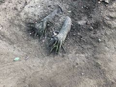 -上海市龙华烈士陵园