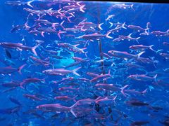 -成都浩海立方海洋公园