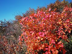 -大岭沟猕猴桃谷风景区