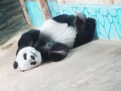 -西霞口神雕山野生动物世界