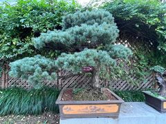 -上海醉白池公园