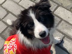 -翊宠yipet猫狗购宠庄园犬舍•猫舍