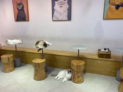 -Heymao猫咖.咖啡厅(东门店)