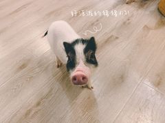 -浣熊柯尔鸭土拨鼠·电玩咖