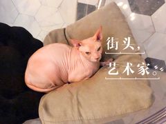 -猫爷宠物生活馆·撸猫馆