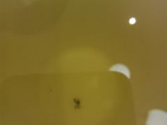 -富源东北春饼店(翠竹店)