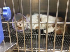 -A猫a狗全科·犬猫异宠·芥西宠物医院(南开总院)