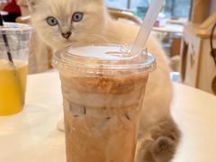 -猫咪派对(江南西店)
