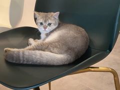 -飞行喵MR PILOT|猫舍·猫咖(静安大融城店)