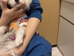 -瑞派康怡24h宠物医院·犬猫医疗中心·微创绝育(瑞景分院)