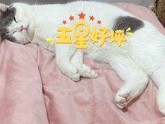 -喜多萌中农锦绣动物医院24H·猫科·牙科MRI·CT