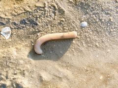 -北海金海湾红树林生态旅游区