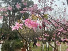 -南山植物园