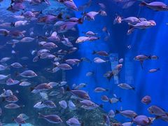 -成都浩海立方海洋公园