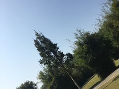 -大湾区中央湿地公园