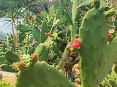 -深圳仙湖植物园