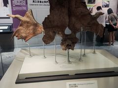 -北京周口店北京人遗址博物馆