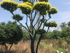 -嬉乐湾休闲旅游区