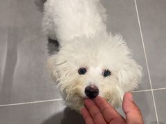 -翊宠yipet猫狗购宠庄园