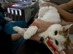 -美联众合动物医院·24h转诊中心