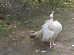 -哈尔滨北方森林动物园