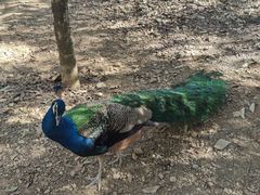 -瑞丽独树成林风景区