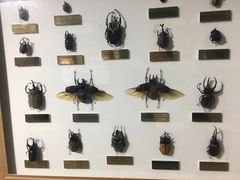 -上海昆虫博物馆