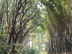 -同里国家湿地公园
