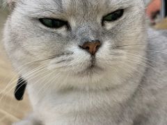 -李小姐の猫咖啡馆(五角场店)