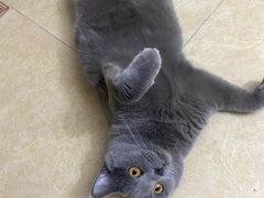 -米苏动物医院·犬猫专科·骨科外科内窥镜