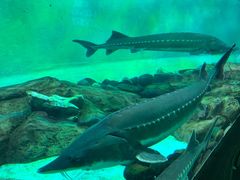 -太平洋海底世界