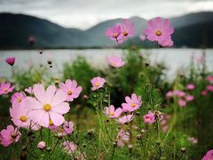 -泸沽湖里格半岛