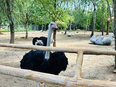 -大连森林动物园