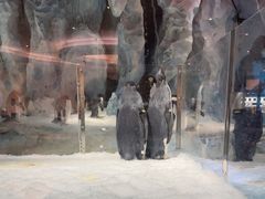 -帝企鹅自助餐厅•儿童岛•真企鹅(长隆企鹅酒店)