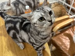 -李小姐の猫咖啡馆(五角场店)