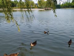 -大宁公园
