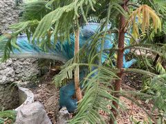 -呀路古热带植物园