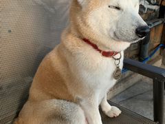-柴犬高等学院·狗咖·柴犬售卖·宠物训练
