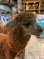 点击看大图 -宝燕乐园(闵行旗舰店)