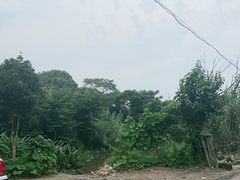 -南汇新场正宗水蜜桃采摘